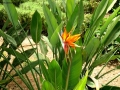 Foto Precedente: un fiore dal lago di Tiberiade
