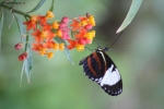 Prossima Foto: Farfalla su fiori colorati