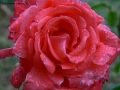 Prossima Foto: rosa
