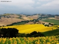 Prossima Foto: la collina dei girasoli