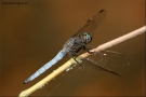 Prossima Foto: Libellula