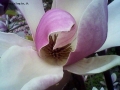 Foto Precedente: Magnolia