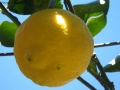 Foto Precedente: limone