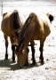 Foto Precedente: cavalli innamorati
