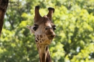 Prossima Foto: Safari park Pombia 05