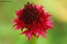 Prossima Foto: nigritella