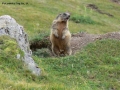 Foto Precedente: marmotta