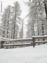 Foto Precedente: Nevicata di Marzo