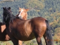 Prossima Foto: coppia di cavalli