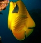 Prossima Foto: Pesce farfalla