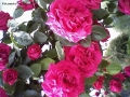 Foto Precedente: Rose