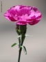 Prossima Foto: Carnation