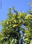 Prossima Foto: L'albero dei limoni che volevano volare