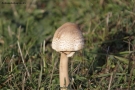 Foto Precedente: Autunno -funghi -