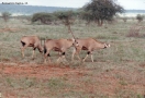 Foto Precedente: branco di antilopi
