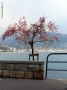 Prossima Foto: Solitario in rosa