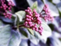 Foto Precedente: Inizio di primavera