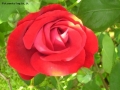 Foto Precedente: rosa rossa