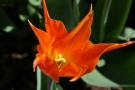 Foto Precedente: Tulipano