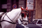 Foto Precedente: Palermo - Cavallo da carrozza