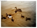Prossima Foto: Anatre sul Tevere