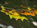 Foto Precedente: leggere foglie d'autunno