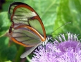 Prossima Foto: Greta Oto - Farfalla dalle ali di vetro