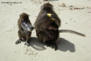Foto Precedente: monkey beach