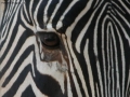 Foto Precedente: Zebra - particolare