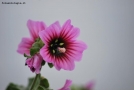 Foto Precedente: Malva