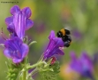 Foto Precedente: fiore con ape