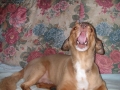 Prossima Foto: il mio Zac..sbadiglione!!