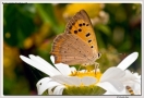 Profilo di Farfalla