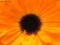 Prossima Foto: fiore arancione