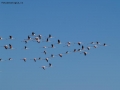 Prossima Foto: Volare